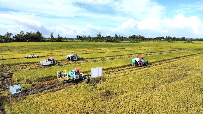 Giá gạo trong nước ổn định, xuất khẩu tiếp tục giảm trong tuần qua