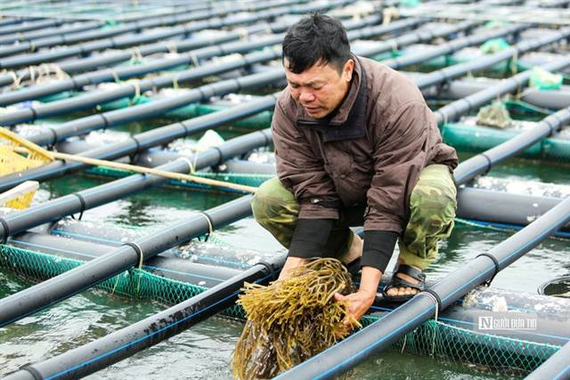 Tăng cường sản xuất thủy sản các tháng cuối năm