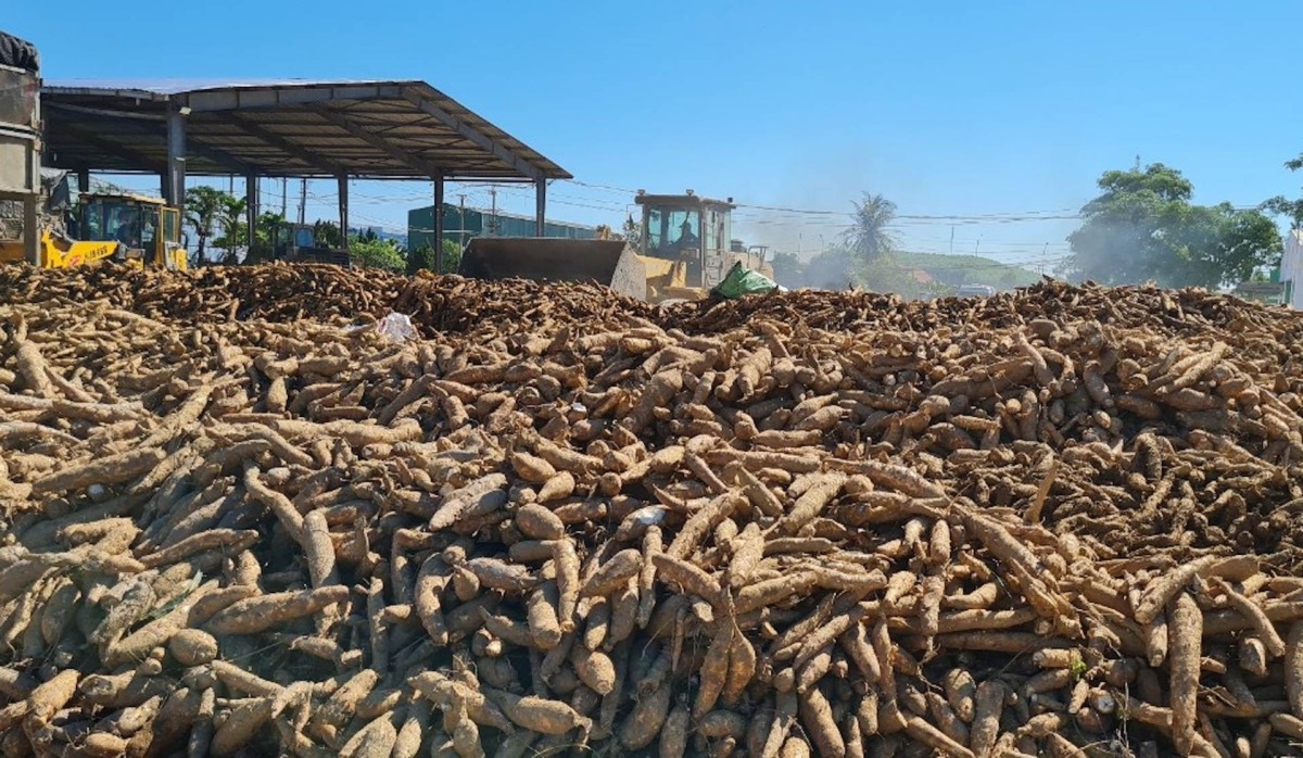 Giá vốn tăng mạnh, lợi nhuận doanh nghiệp bán tinh bột sắn ‘đi lùi’