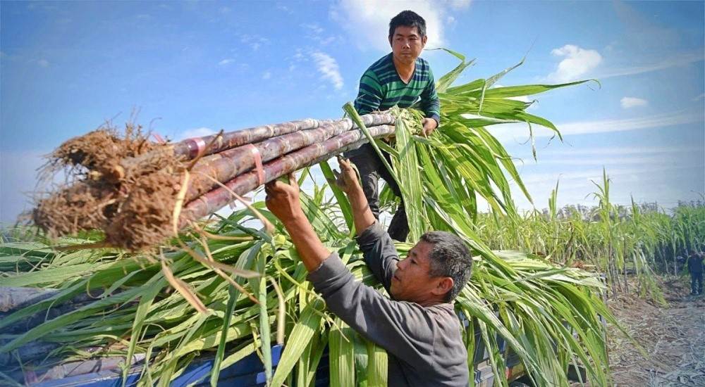 LSS: Dự kiến chia cổ tức đến 15%, kỳ vọng lợi nhuận trước thuế tăng nhẹ