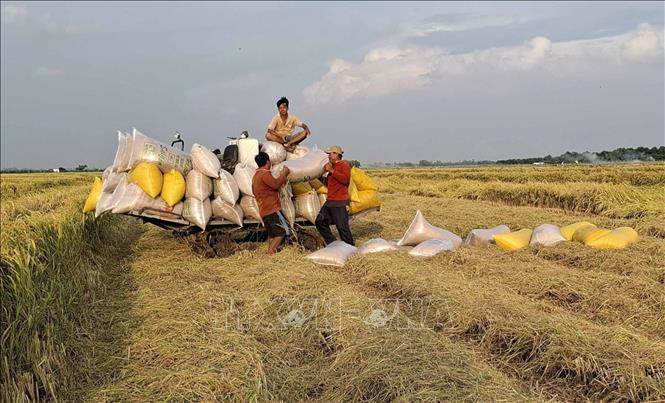 Liên kết tiêu thụ lúa tăng thêm lợi nhuận từ 3 – 4 triệu đồng/ha/vụ