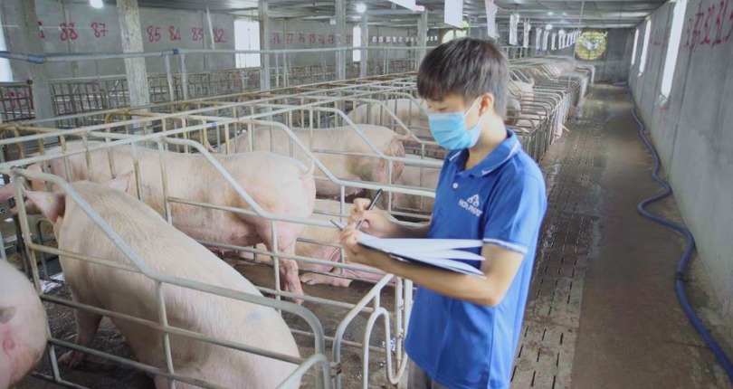HPG: Chuỗi thức ăn khép kín giúp Hòa Phát tăng cạnh tranh ở mảng chăn nuôi