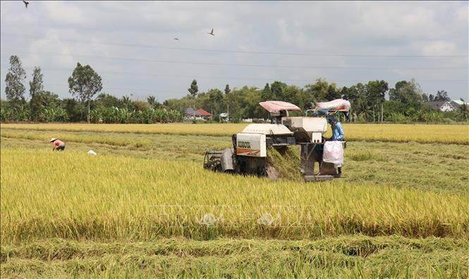 Sản lượng lúa của Kiên Giang vượt kế hoạch hơn 200.000 tấn