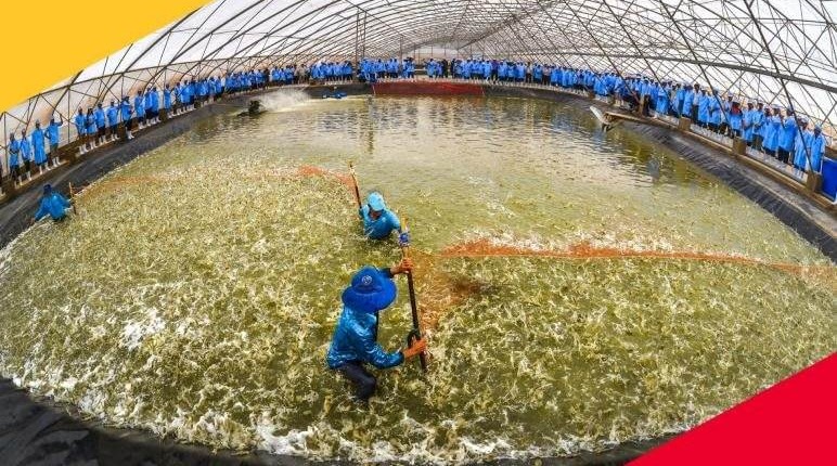 Cú bước hụt của Vua tôm giống