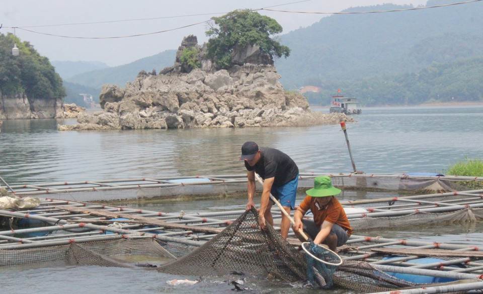 Hòa Bình xây dựng và phát triển thương hiệu cá, tôm Sông Đà