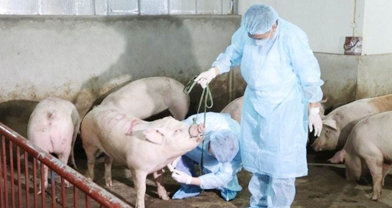 Phát hiện doanh nghiệp chăn nuôi lớn đem gia súc nhiễm dịch bệnh đi tiêu thụ