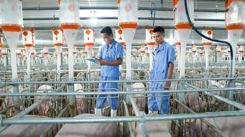 BAF: Liên tiếp thâu tóm công ty lĩnh vực chăn nuôi, BAF làm ăn sao?