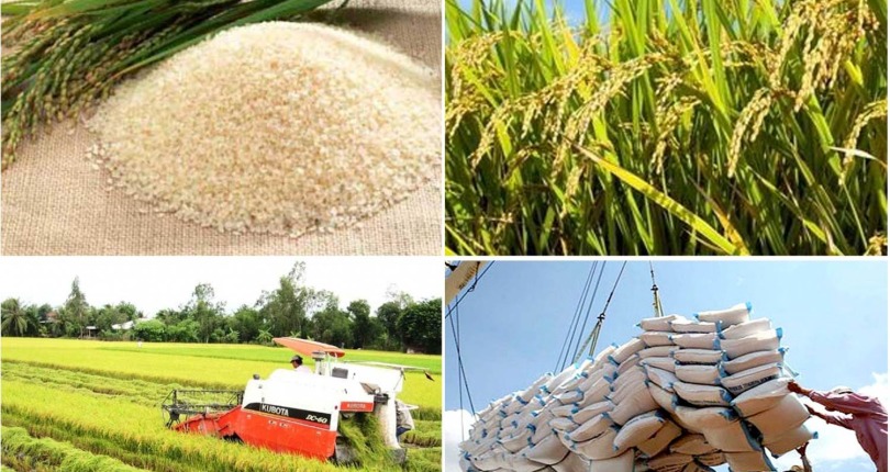 Tin tức kinh tế ngày 5/11: Xuất nhập khẩu gạo 10 tháng lập kỷ lục