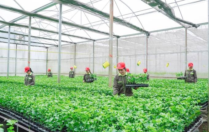 Cây giống chanh leo Nafoods được vinh danh tại Thương hiệu quốc gia năm 2024