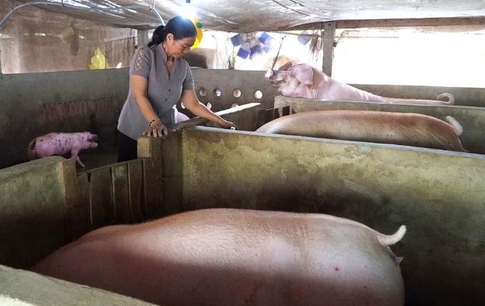 Chăn nuôi ĐBSCL tăng đàn đón thị trường cuối năm