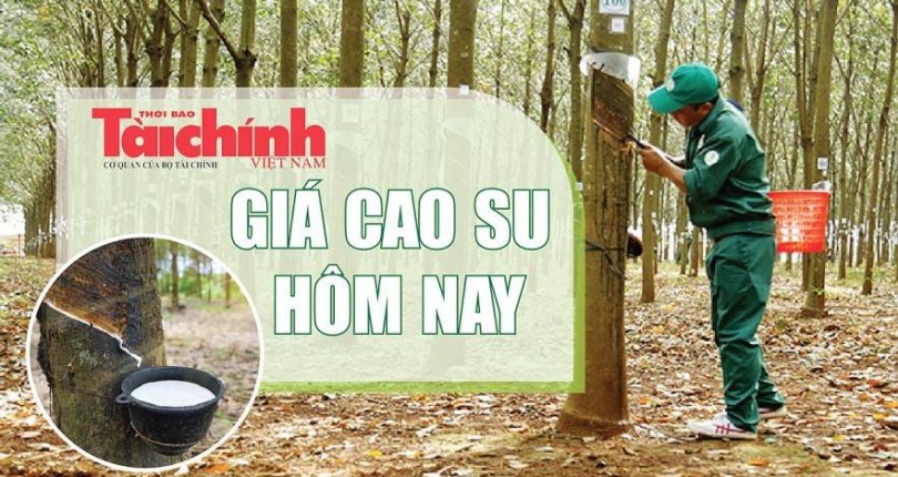 Ngày 18/12: Giá cao su tăng – giảm trái chiều trên sàn Tocom và SHFE