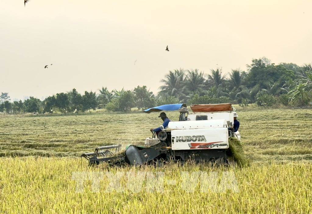 Giá gạo xuất khẩu tiếp tục biến động