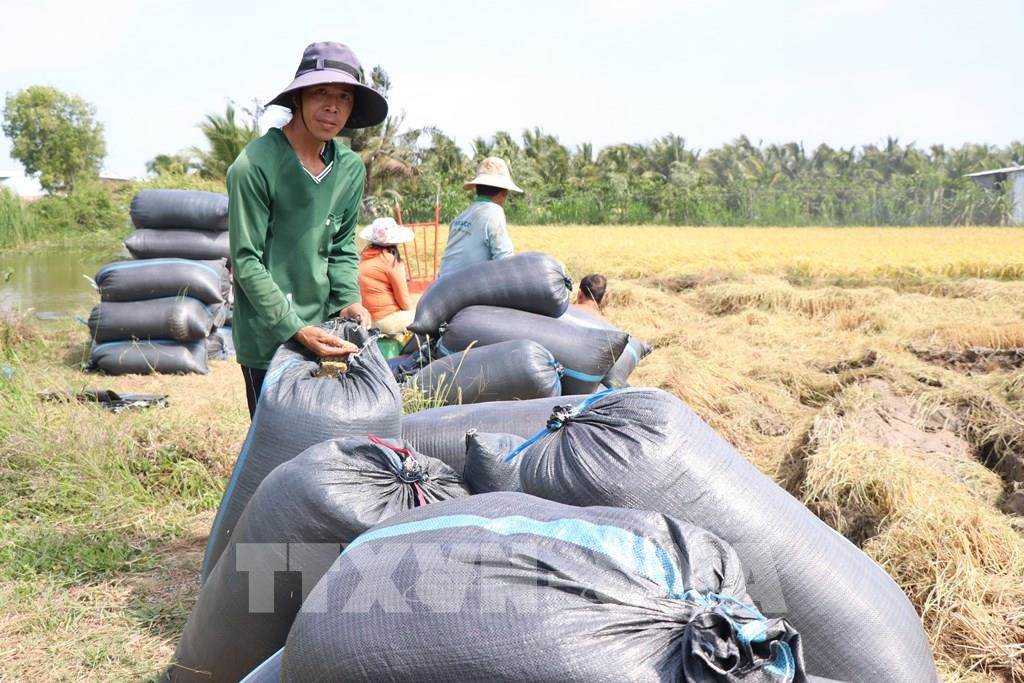 Giá lúa tăng cao, nông dân kỳ vọng vụ mùa bội thu