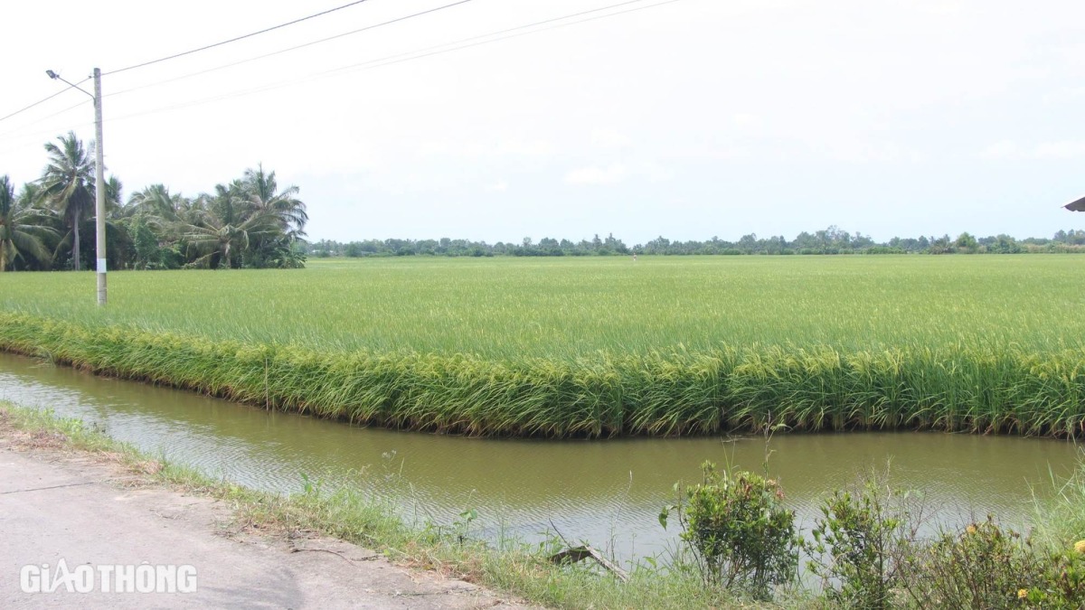 Giá lúa tăng, giao thông thuận lợi, nông dân Bạc Liêu kỳ vọng vụ mùa bội thu