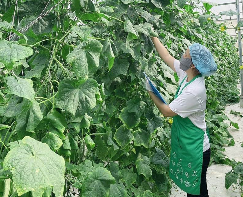 Người Nhật mở công ty cung cấp thực phẩm ở Việt Nam huy động gần 8 triệu USD