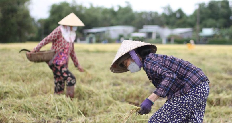 Giá lúa gạo hôm nay 13/12: lúa tươi neo cao, gạo các loại giảm nhẹ