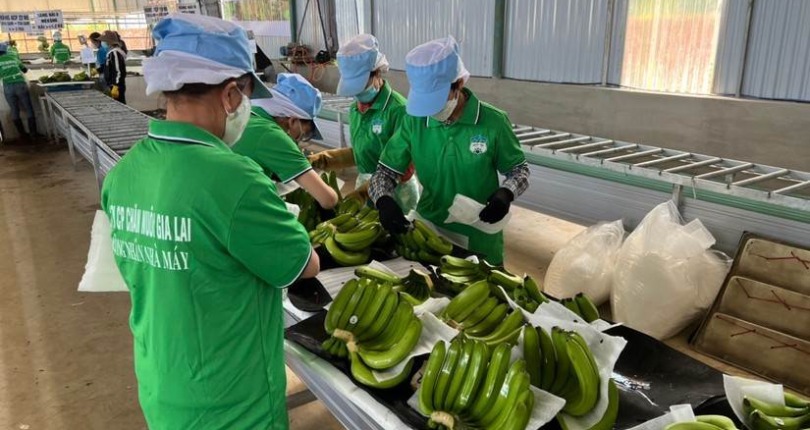 HAG: Lãi nghìn tỷ đồng ba năm liên tiếp nhưng vẫn ‘lỡ hẹn’ xoá lỗ luỹ kế
