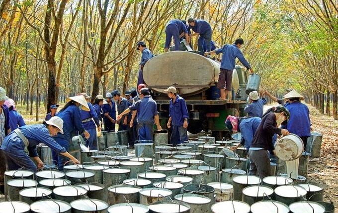 Giá bán cao thúc đẩy đà tăng cổ phiếu cao su