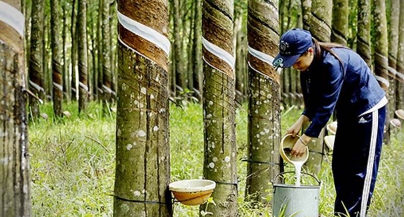 DPR: Lợi nhuận tăng 42,3% trong quý IV/2024 nhờ hưởng lợi giá cao su tăng cao