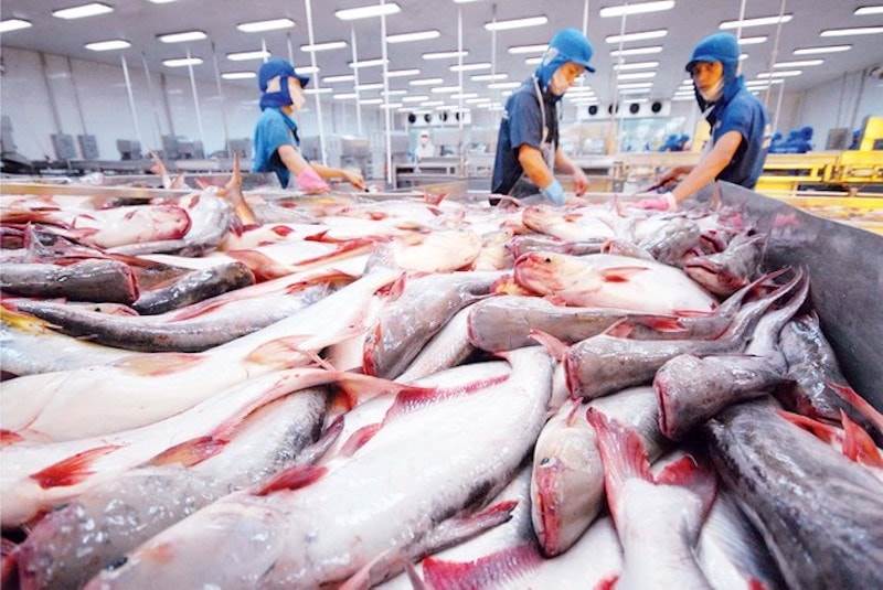 Nâng sức chống chịu cho doanh nghiệp cá tra trong “bão” thuế quan