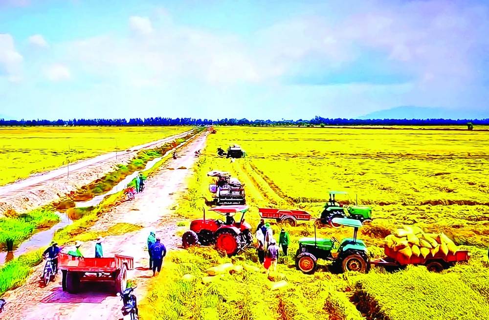 Đẩy mạnh sản xuất lúa chất lượng cao: Liên kết chặt chẽ để đảm bảo đầu ra cho nông dân