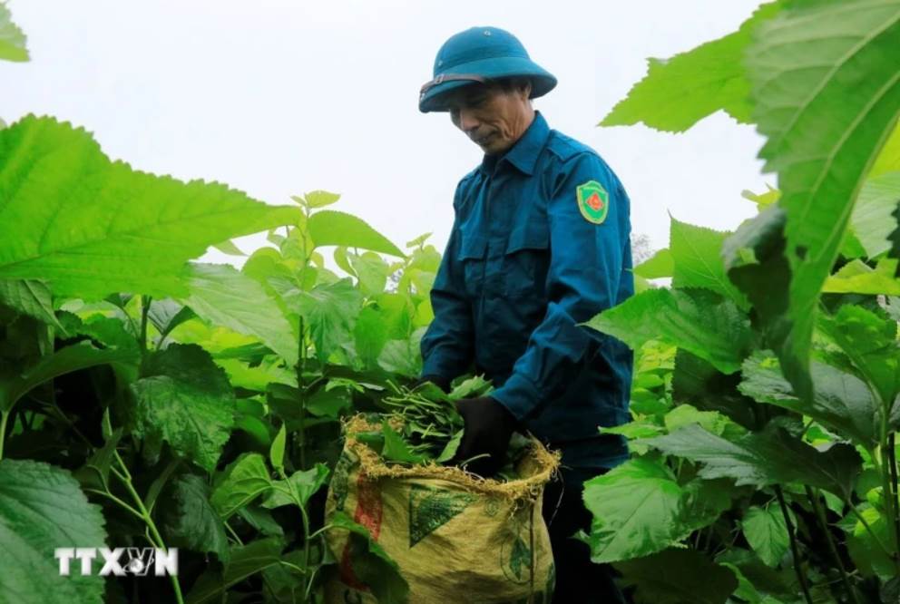 Áp dụng khoa học kỹ thuật giúp gia tăng gấp đôi giá trị trồng dâu, nuôi tằm