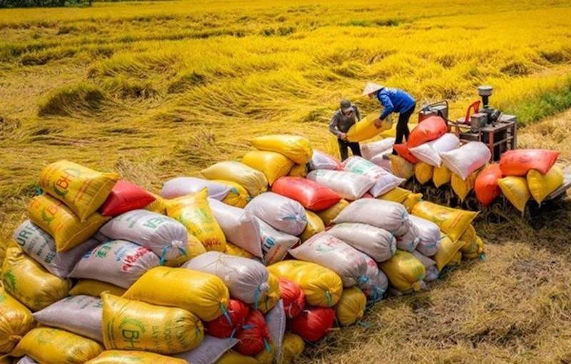 “Siết” quản lý xuất khẩu gạo: Doanh nghiệp cần lộ trình