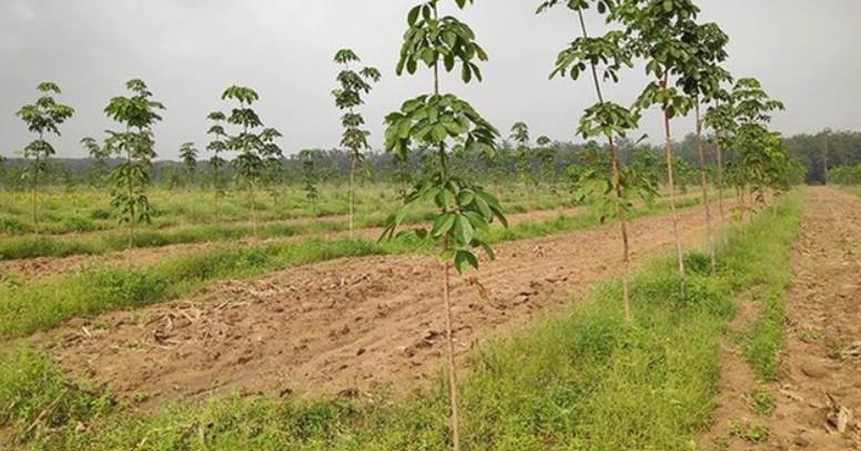 Thu hồi thêm gần 130.00m2 đất của Công ty cao su Đồng Nai