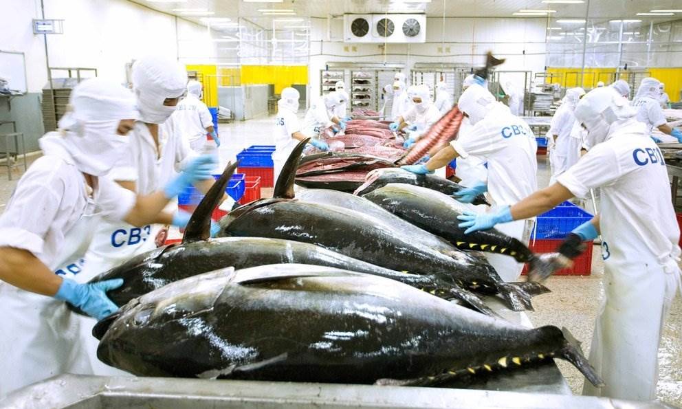 Xuất khẩu cá ngừ Việt Nam tăng trưởng mạnh tại các thị trường Halal