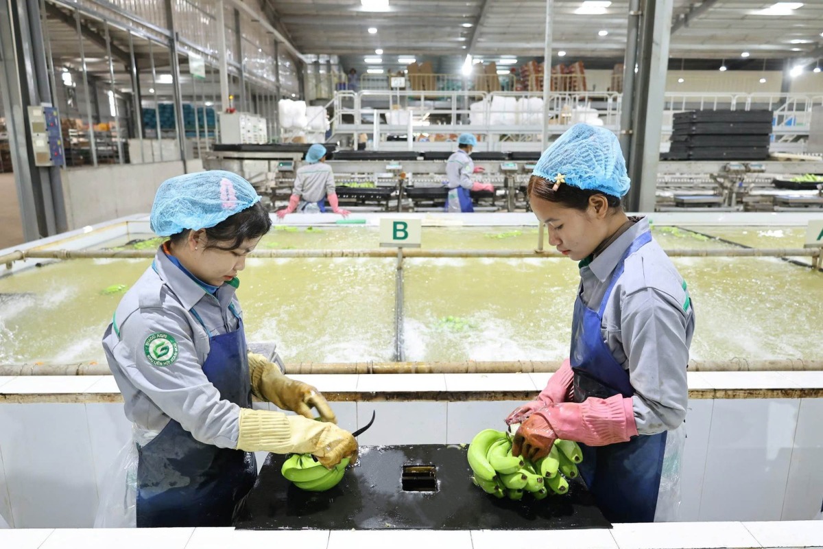 Thaco Agri của ông Trần Bá Dương đưa thêm xưởng đóng gói chuối vào vận hành, tăng công suất thêm 200 tấn xuất khẩu/ngày
