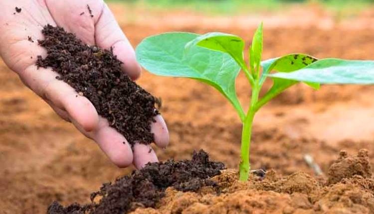 Ngành phân bón bước vào chu kỳ tăng trưởng mới nhờ chính sách thuế và nhu cầu phục hồi