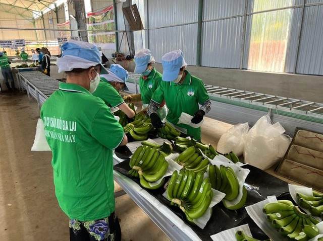HAG: Hai lãnh đạo HAGL mua vào 2 triệu cổ phiếu HAG