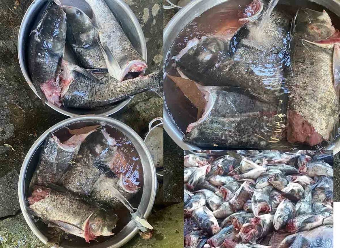 Cá chết hàng loạt do cuốn vào tua-bin Nhà máy thủy điện tại hồ Kẻ Gỗ
