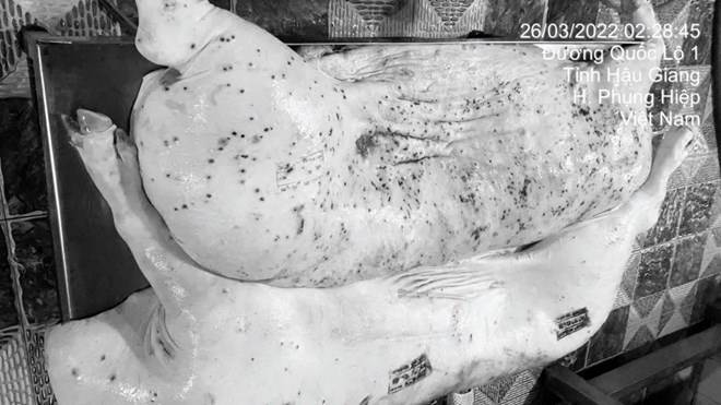 Nóng: Đã có kết quả xác minh cán bộ đóng dấu kiểm dịch sai với heo bệnh của Công ty C.P
