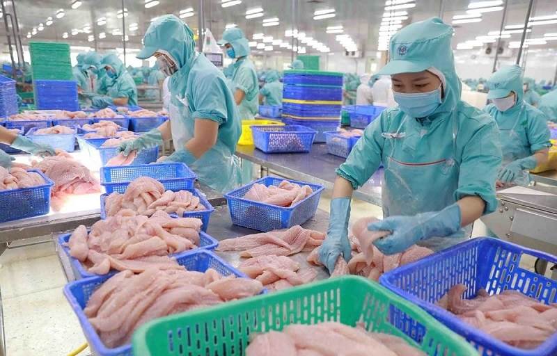 Xuất khẩu cá tra gặp khó, sản lượng khai thác vẫn tăng cao