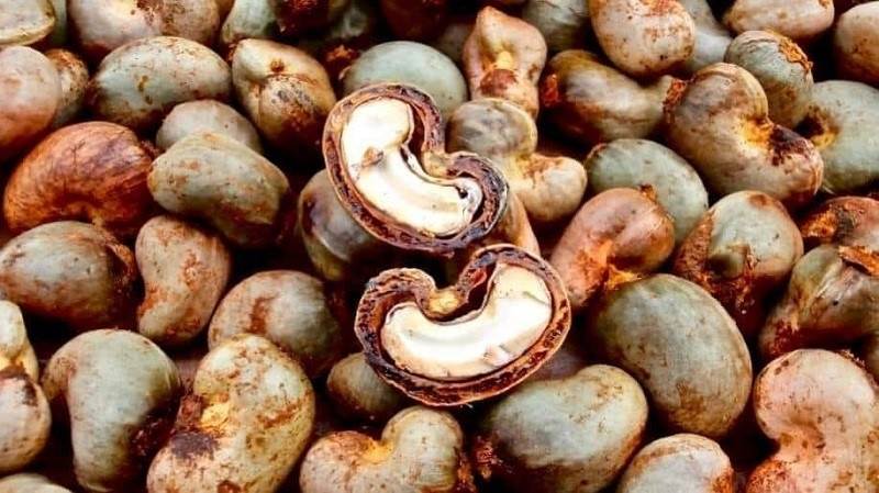 Việt Nam nhập khẩu hạt điều từ nước láng giềng tăng đột biến